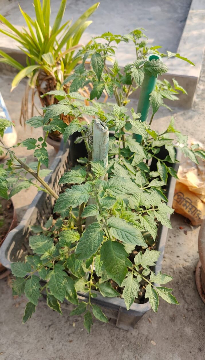 What I Observed in My Own Rooftop Tomato Garden