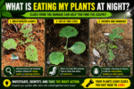 What Is Eating My Plants at Night?