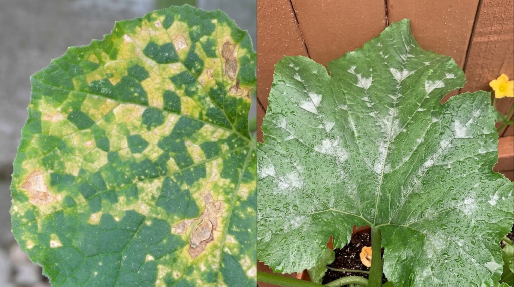White Spots on Zucchini Leaves Not Powdery Mildew 5 Causes