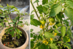 Why Are My Tomato Leaves Curling Up? Causes & Fixes