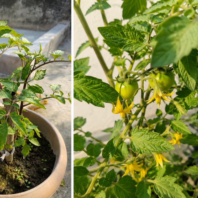 Why Are My Tomato Leaves Curling Up? Causes & Fixes