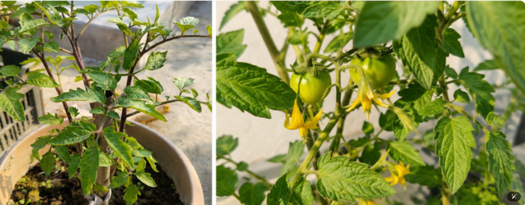 Why Are My Tomato Leaves Curling Up Causes & Fixes
