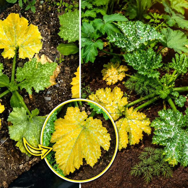 Why Are My Zucchini Leaves Turning Yellow