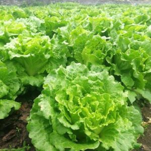 1000 Bibb Butterhead Lettuce Seeds