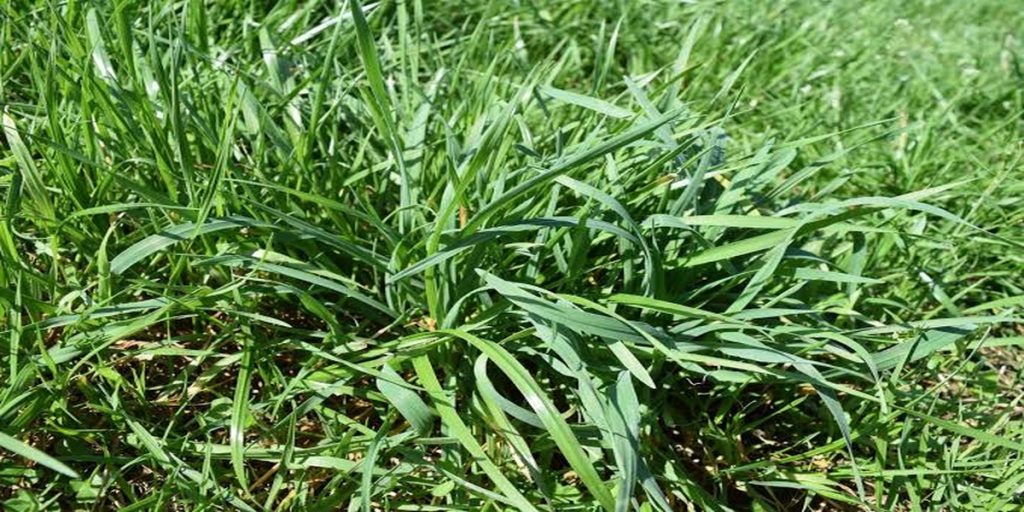 Annual Ryegrass