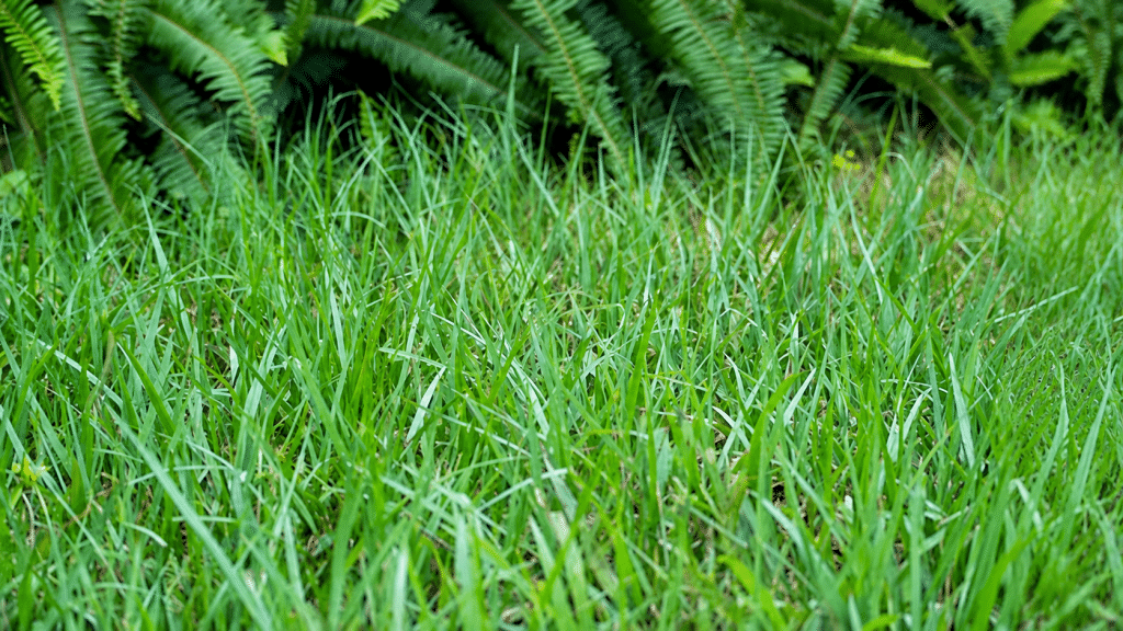 Bahia Grass