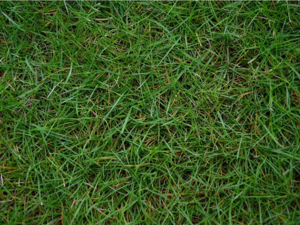 Bermuda Grass