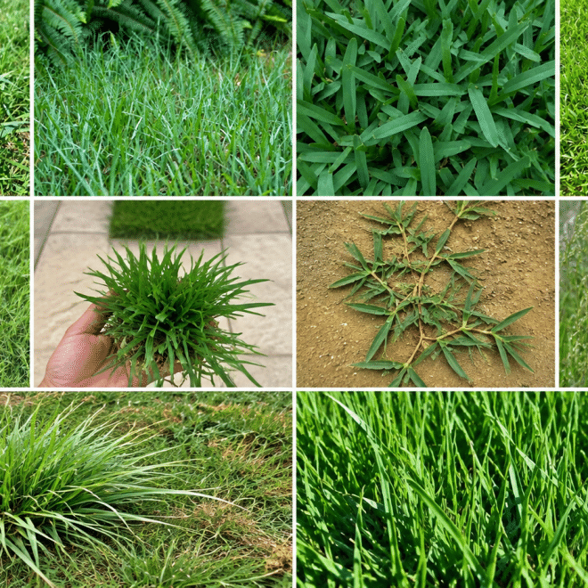 Best Grass Seed – 10 Top Choices for a Thick Green Lawn