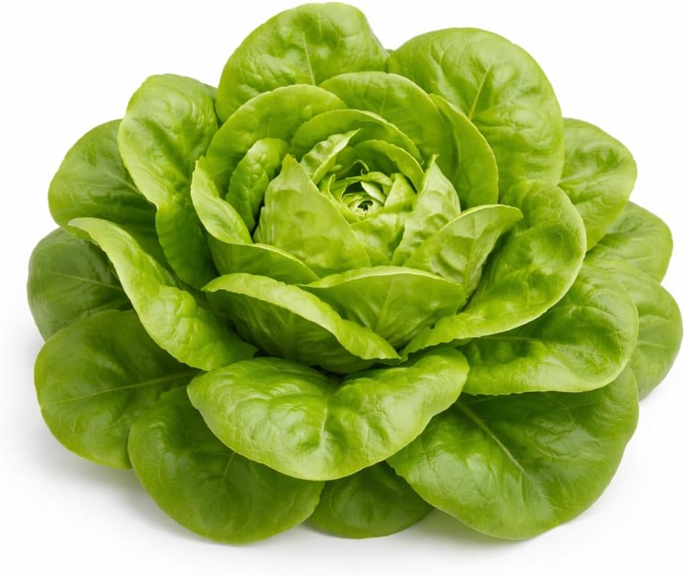 Buttercrunch Lettuce Seeds