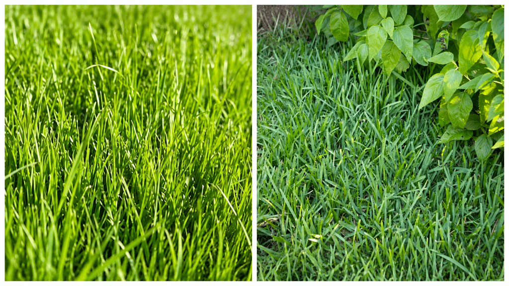 Centipede Grass 