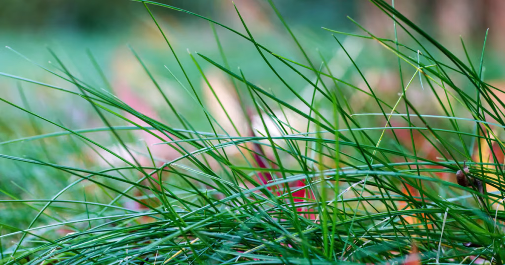 Fine Fescue