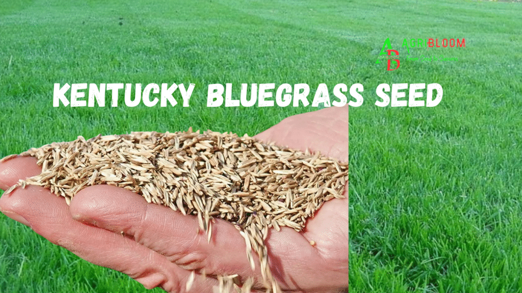 Kentucky Bluegrass Seed – Complete Lawn Care & Planting Guide