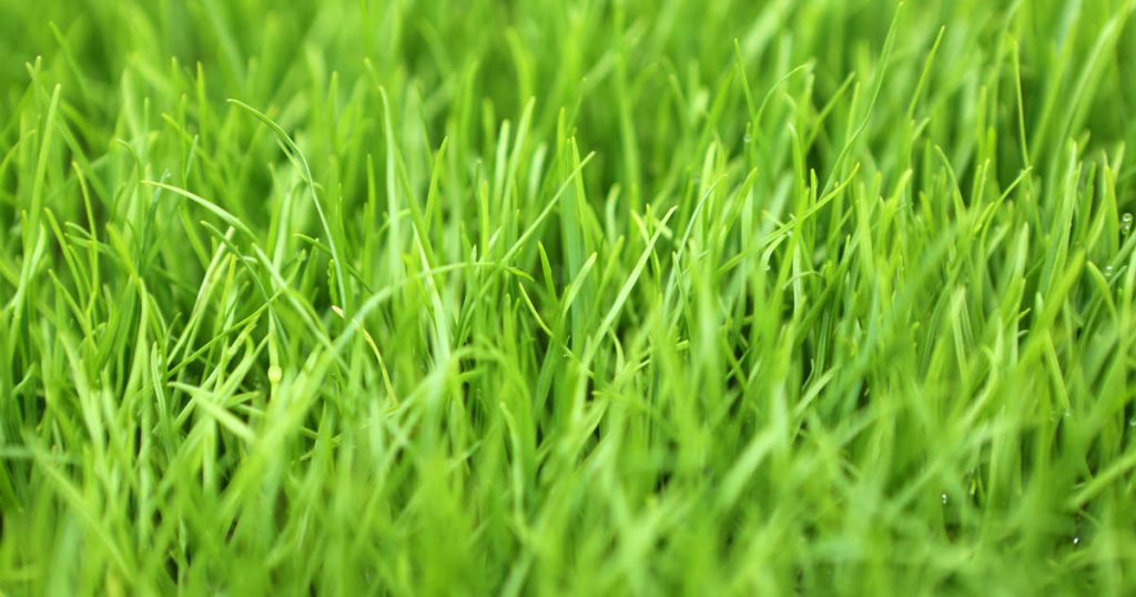 Perennial Ryegrass