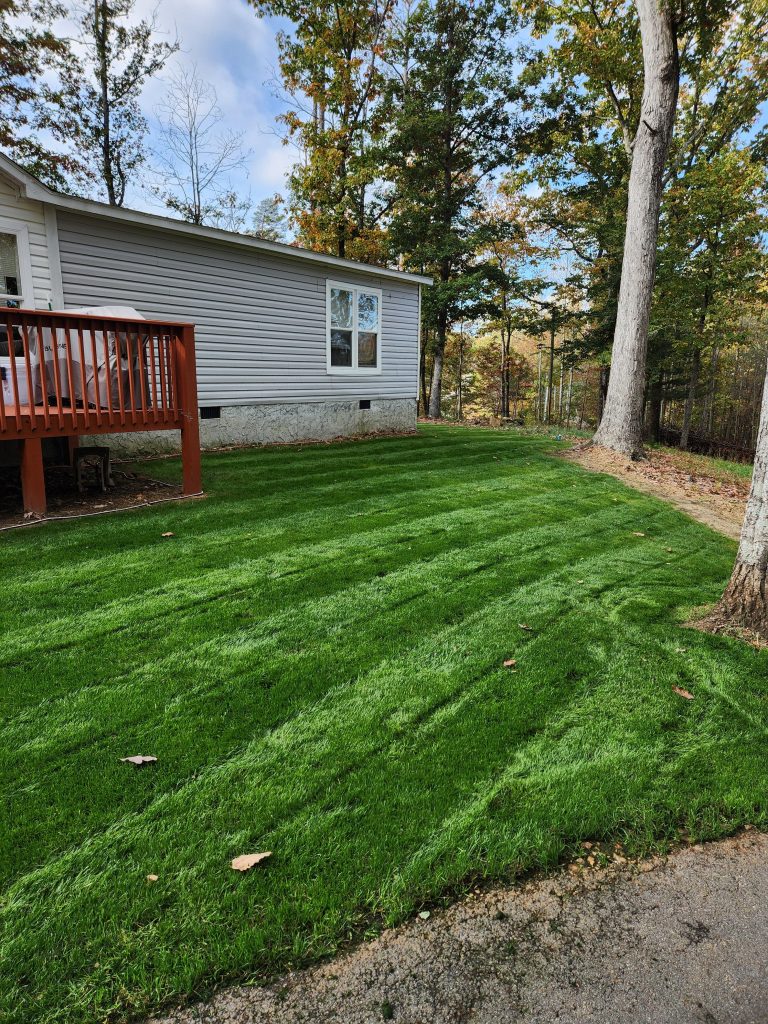 Perennial Ryegrass