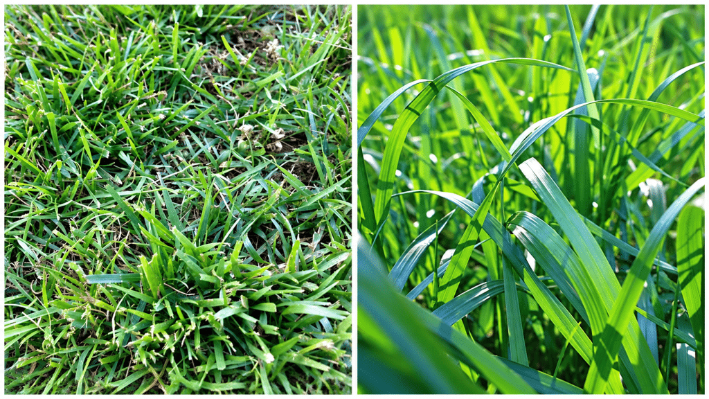 Tall Fescue