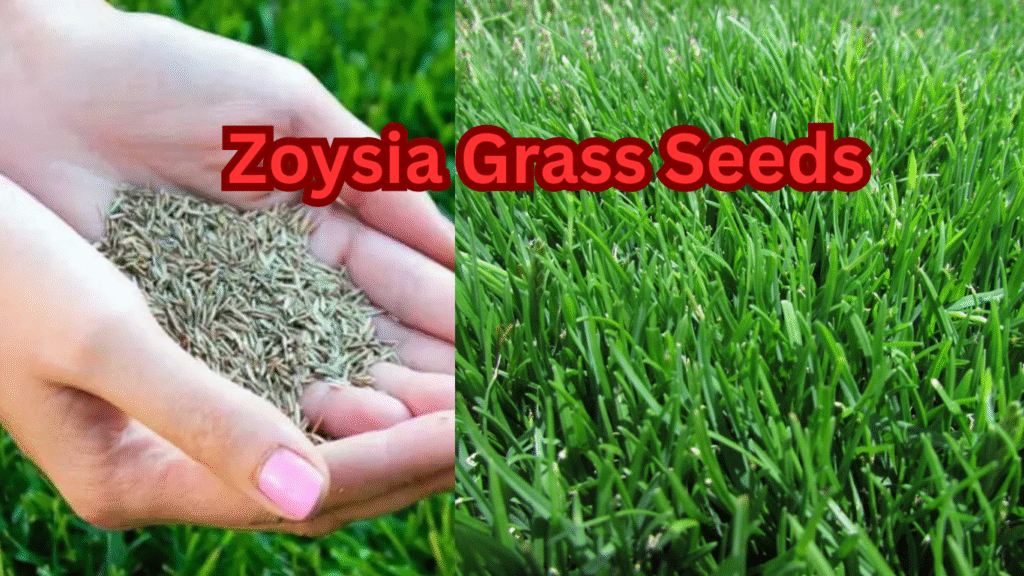 Top 10 Zoysia Grass Seeds – Planting, Care, Growth & Lawn Tips