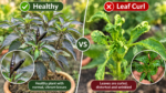 Why Are My Pepper Plant Leaves Curling? 9 Causes & Fixes