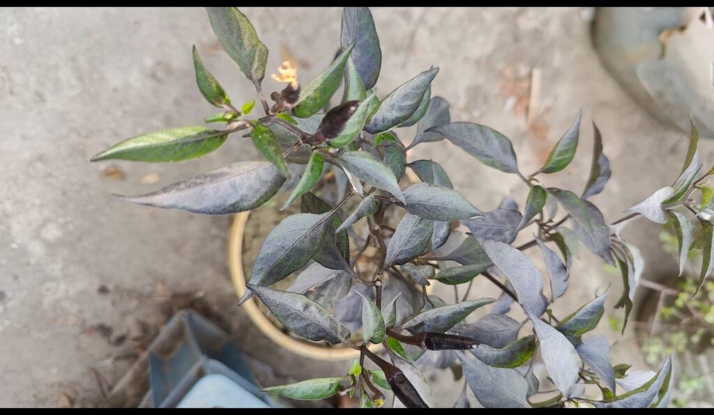Why Are My Pepper Plant Leaves Curling 9 Causes & Fixes