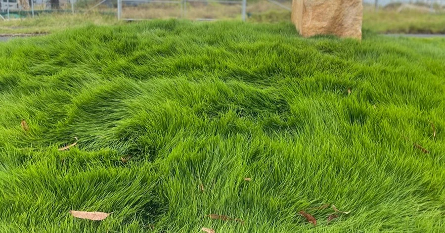 Zoysia Grass