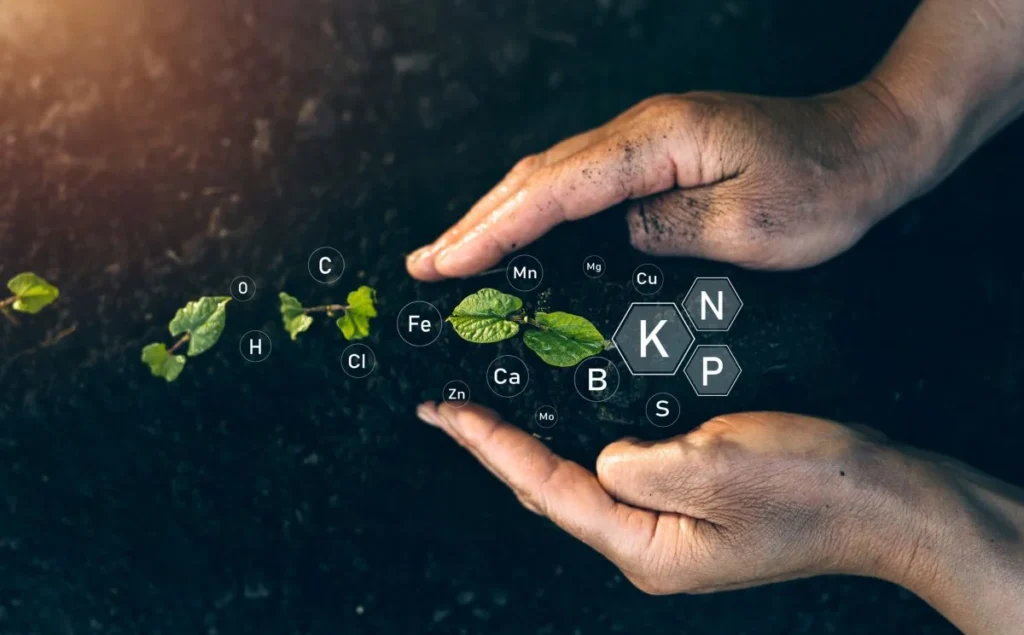 Balanced Fertilizers for Plants – Growth & Nutrition