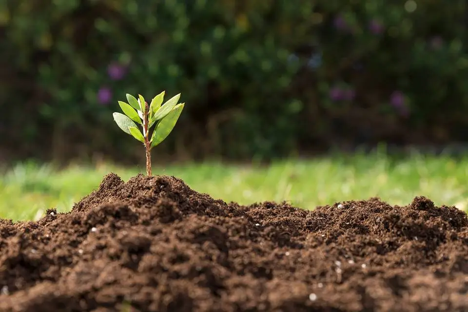 Garden Soil – Improve Fertility, Structure & Plant Growth