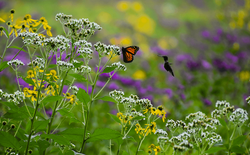 Pollinator Gardens – Attract Bees, Butterflies, and More