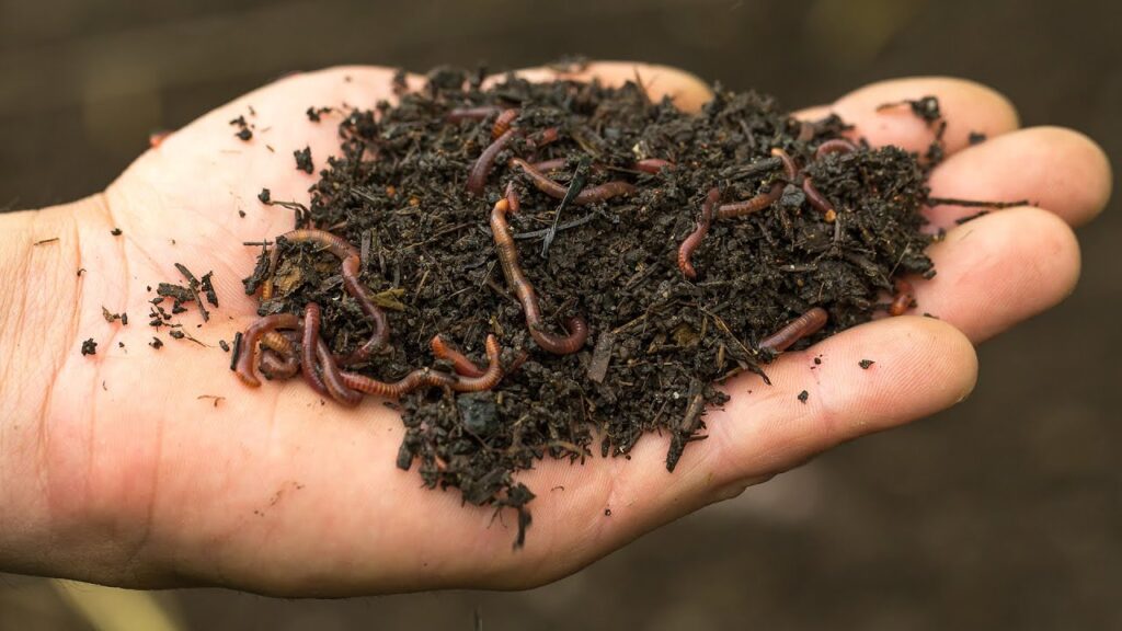 Vermiculture – Sustainable Waste to Nutrient Rich Compost