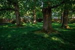 10 Best Grass Seed for Shade