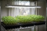 Best Grow Lights for Seedlings