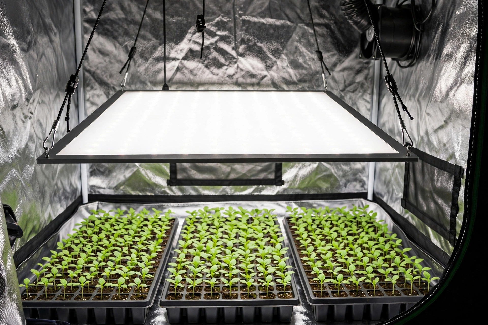 best grow lights for seedlings Spider Farmer