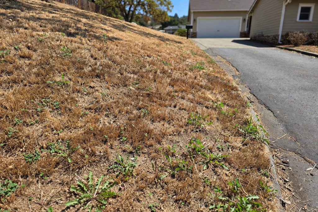 drought stressed brown lawn on a slope beside a driveway with the turf still rooted, a common look-alike of grub damage