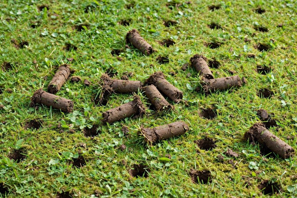 soil plugs left on a lawn after core aeration to break down naturally