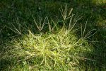 How to Kill Crabgrass and Keep It From Coming Back