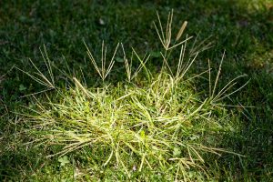 How to Kill Crabgrass and Keep It From Coming Back