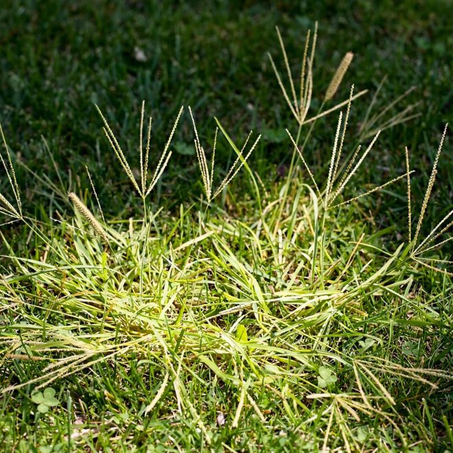 How to Kill Crabgrass and Keep It From Coming Back