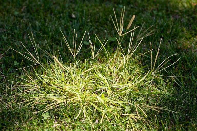 How to Kill Crabgrass and Keep It From Coming Back