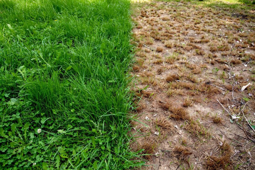 lawn mowing height comparison, tall healthy grass beside scalped grass cut too low