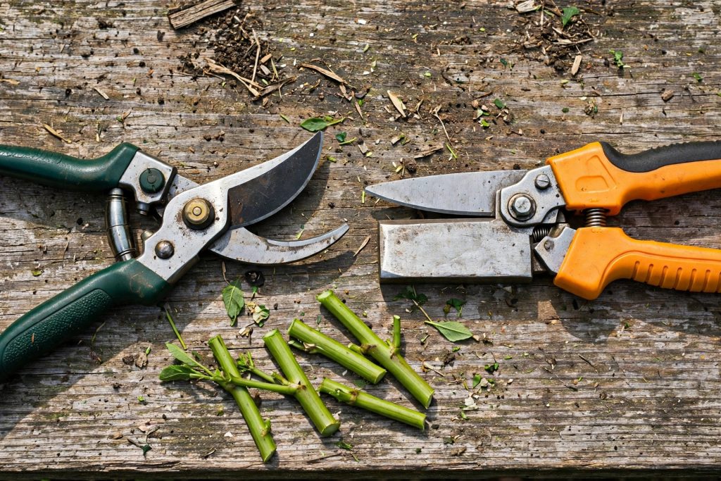 Bypass pruning shears and an anvil pruner side by side on a wooden workbench showing the different blade designs