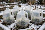 Winter Sowing: 6 Easy Proven Steps to Start Seeds