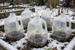 Winter Sowing: 6 Easy Proven Steps to Start Seeds