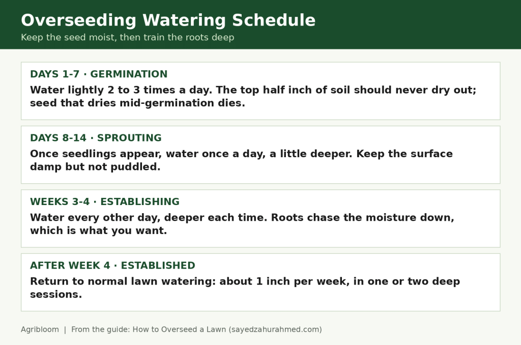 how to overseed a lawn watering schedule infographic: keep seed moist until germination, then water deeper and less often