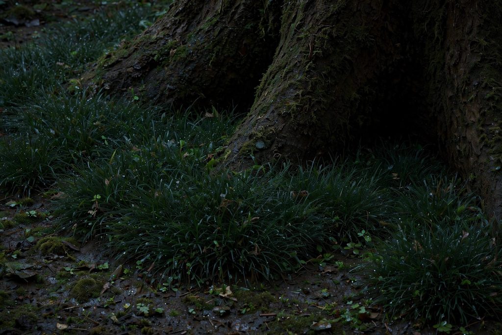 best grass seed for shade mix growing at the base of a tree in deep shade