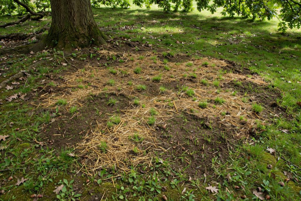 bare spot repair with mulch and new grass sprouts under an oak
