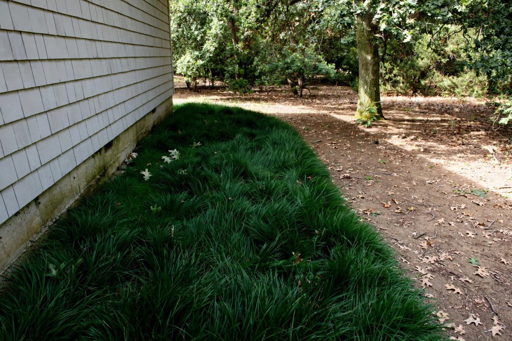 best grass seed for shade tall fescue on the north side of a house