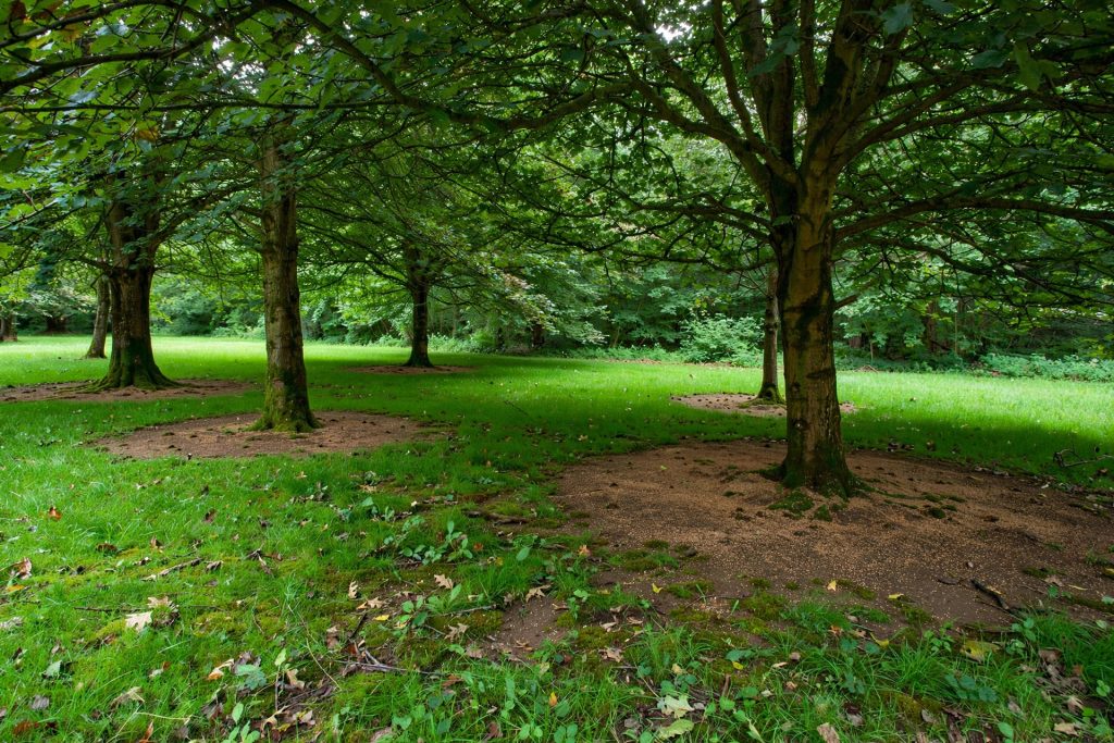 dense shade lawn with bare soil circles under trees ready for shade seed