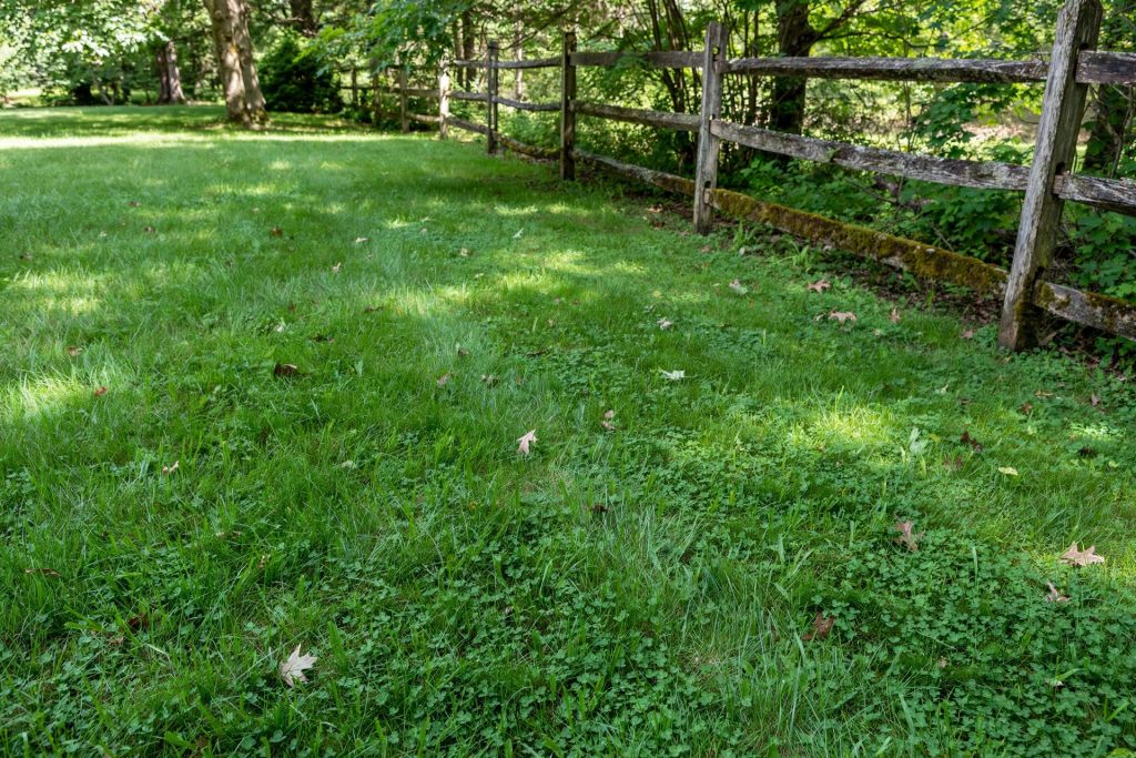 partial shade lawn beside a split rail fence with mixed grasses