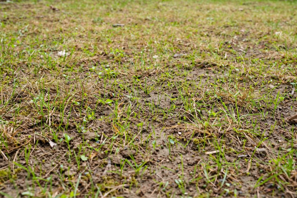 Thin patchy lawn with new grass shoots filling in